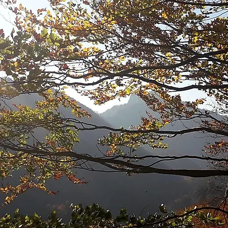 ロッジ Holica Pieniny